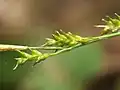 雌小穂の拡大像