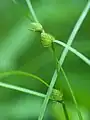 花序の拡大像