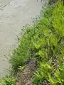 河川に面した急斜面に繁茂している例