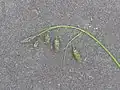花茎を取り出したところ