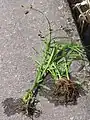 根茎は短く横に伸び、根がよく発達。