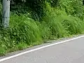 舗装道路脇の湧水周辺に出現しているもの