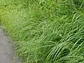 果実も脱落した後の姿花茎も葉も高く伸び上がる。