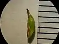 果胞と雌花鱗片