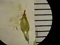果実