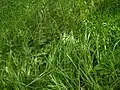 密集した群落