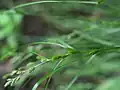 花序の様子