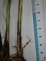 根元の鞘と糸網