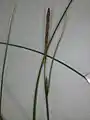 雄小穂は先端に複数ある