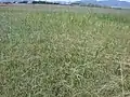 河口の干潟に広がっている様子