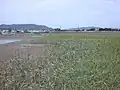 群落の前線はヨシと少し異なる