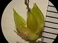 果胞を裂いたところ壁が厚くなっている