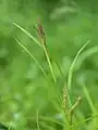 花序の先端部複数の雄小穂を示す