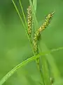 花序の下方、雌小穂