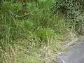 道路脇の生育地