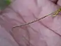 頂小穂