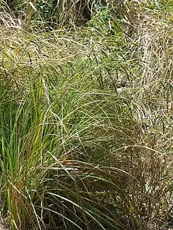 Carex dimorpholepis