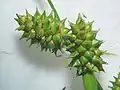 雌小穂