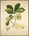 原記載文献 Plants of the Coast of Coromandel 第3巻における Careya arborea の図版