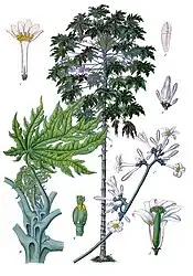 Carica papaya L.