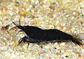 black tiger