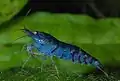blue tiger