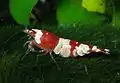 red bee