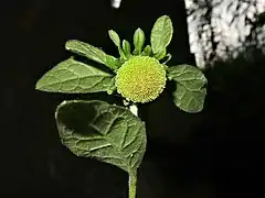 頭状花序は径18mm。花冠は緑白色になる。