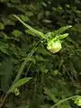 頭花の様子