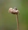 サジガンクビソウ果実が成熟した頭花