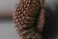 痩果の先端部に輪と粘着部が見える
