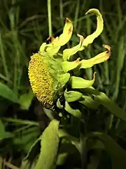 頭花の基部には、線形または広倒披針形の葉状苞が放射状に多数つく。