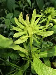 頭花の裏面。頭花のすぐ下の枝が太い。