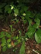 花時にも残る根出葉。