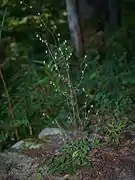 ヒメガンクビソウ根出葉があるタイプ