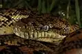 カーペットニシキヘビMorelia spilota