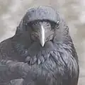 顔を真正面から（生後1年未満）