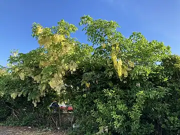 樹姿