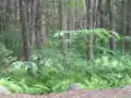 アメリカグリの林