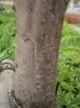 樹皮(若いため切れ目が目立たない)
