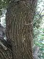 成木の樹皮(細かい切れ目が入る)