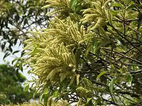 穂状花序と開花した花