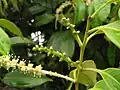 雌花
