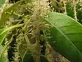 雄花