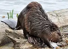 川岸にいるアメリカビーバー