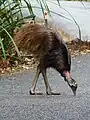 若鳥