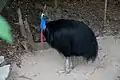 成鳥