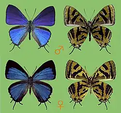 ナカモトギンスジミツオシジミのオス(上)とメス(下)