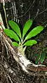 C. macrocarpum着生している様子