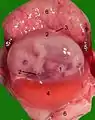 Opened uterus with cat fetus in midgestation: 1 umbilicus, 2 amnion, 3 allantois, 4 Yolk sac, 5 developing marginal hematoma, 6 maternal part of placenta (endometrium)